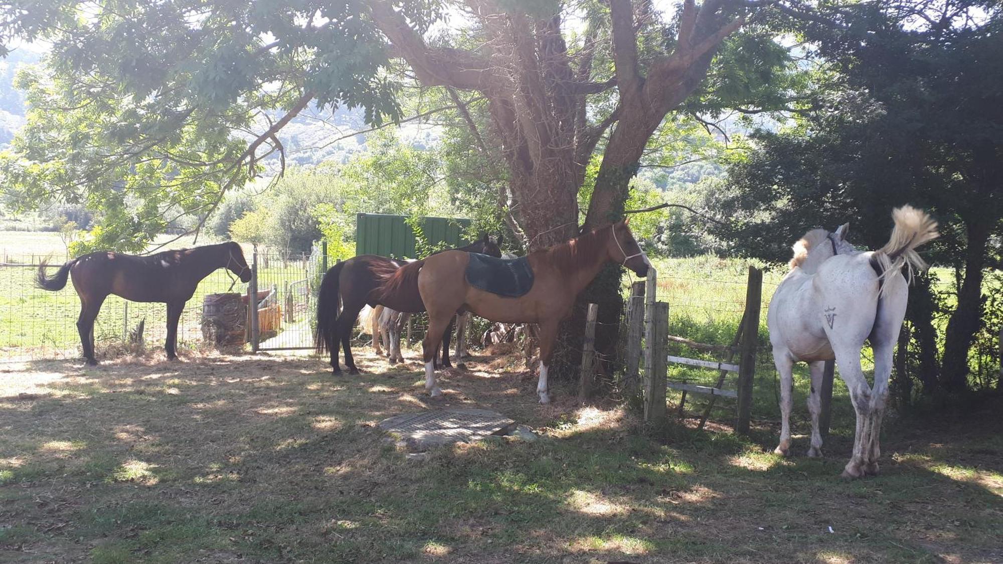 Apartamento Rural Zuri Cotorrio ภายนอก รูปภาพ
